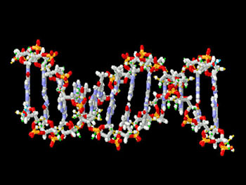 Short segment of DNA 