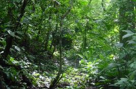 Rainforest of Costa Rica
